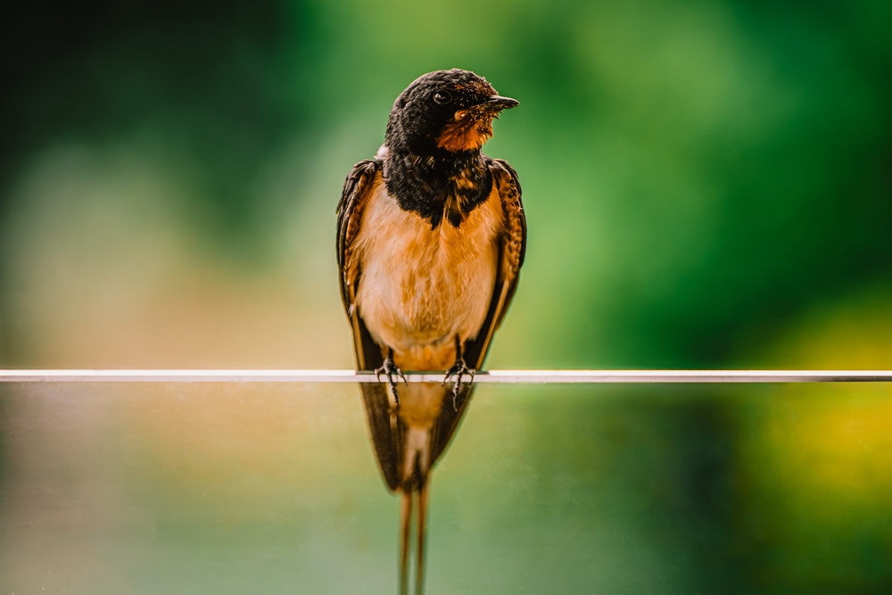 Close-up of a barn swallow perched on custom glass